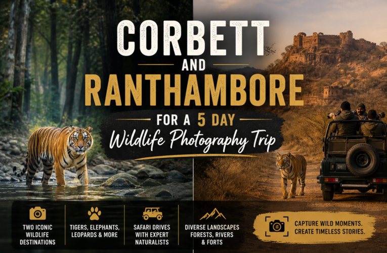 Compare Corbett and Ranthambore For a 5 Day Wwildlife Photography Trip in November on a 50k Budget